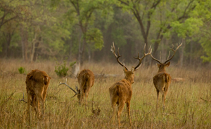 deer